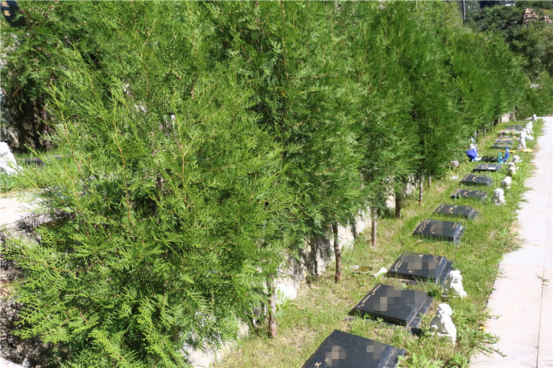 北京顺义潮白河陵园树葬好不好？陵园怎么样呢？